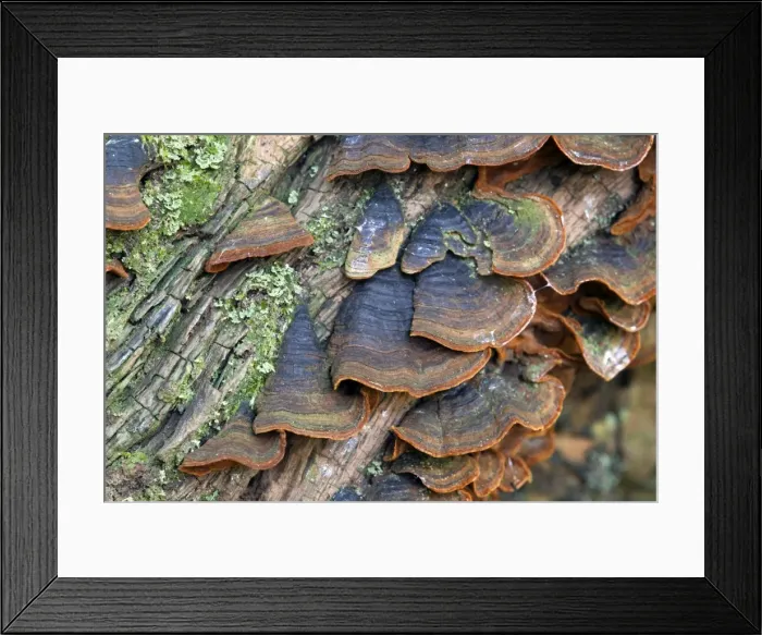 Framed Print : Many Zoned Polypore Framed Print : Many Zoned Polypore