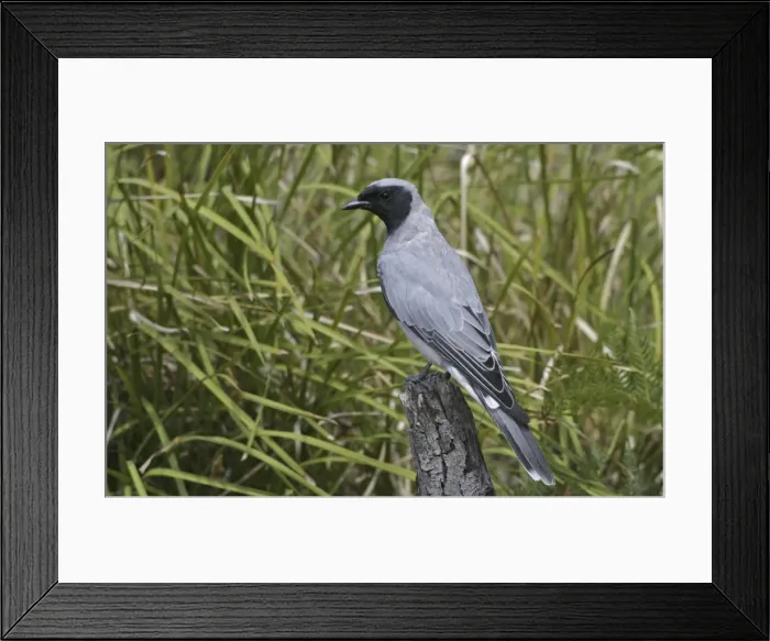 Framed Print : Black-faced Cuckoo-shrike - Endemic Tasmanian subspecies. Near Swansea, eastern Tasmania, Australia Framed Print : Black-faced Cuckoo-shrike - Endemic Tasmanian subspecies. Near Swansea, eastern Tasmania, Australia