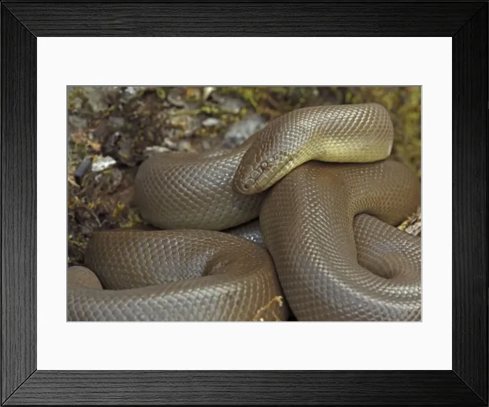 Framed Print : Northern Rubber Boa - Oregon - USA - Found in Northwestern USA - SW Canada Framed Print : Northern Rubber Boa - Oregon - USA - Found in Northwestern USA - SW Canada