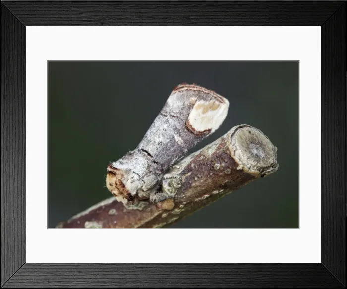 Framed Print : Buff Tip Moth - on a twig - Cornwall - UK Framed Print : Buff Tip Moth - on a twig - Cornwall - UK