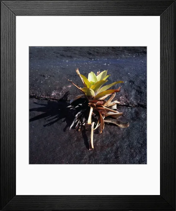 Framed Print : Brocchinia tatei (Bromeliaceae), Mount Roraima summit, Venezuela, South America Framed Print : Brocchinia tatei (Bromeliaceae), Mount Roraima summit, Venezuela, South America