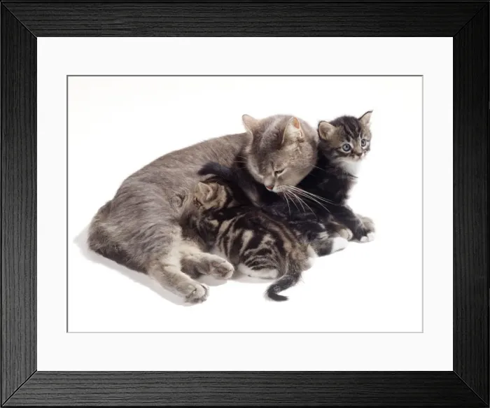 Framed Print : Cat JD 13825 Mother & 35 day old Kittens © John Daniels / ardea. com Framed Print : Cat JD 13825 Mother & 35 day old Kittens © John Daniels / ardea. com