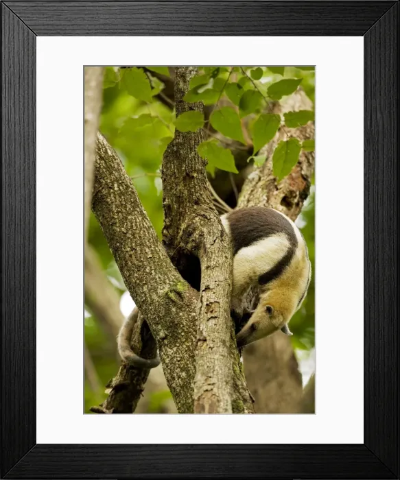 Framed Print : Northern Tamandua - feeding in tree - Costa Rica Framed Print : Northern Tamandua - feeding in tree - Costa Rica
