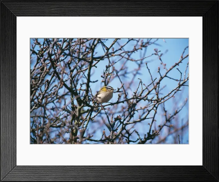 Framed Print : Firecrest JD 15118 Regulus ignicapillus © John Daniels / ardea. com Framed Print : Firecrest JD 15118 Regulus ignicapillus © John Daniels / ardea. com