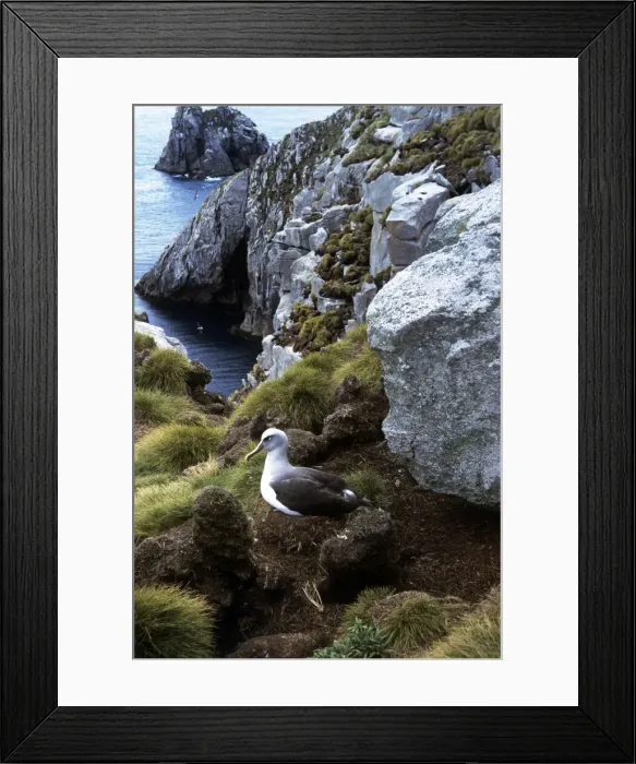 Framed Print : Buller's Albatross - Nesting - Snares Island - New Zealand Framed Print : Buller's Albatross - Nesting - Snares Island - New Zealand