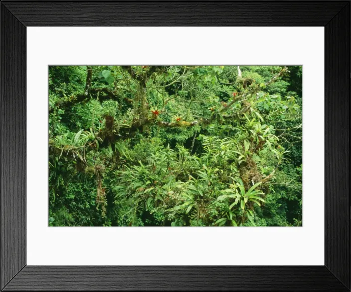 Framed Print : Bromeliads - flowering high in the forest canopy, Monteverde reserve Costa Rica