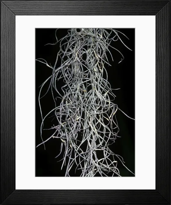 Framed Print : Spanish Moss Framed Print : Spanish Moss