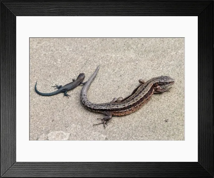 Framed Print : Viviparous Lizard - with young - resting on stone - taken under controled conditions - Lincolnshire - UK Framed Print : Viviparous Lizard - with young - resting on stone - taken under controled conditions - Lincolnshire - UK