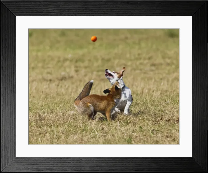 Framed Print : Red Fox - cub and Jack Russell playing with ball - controlled conditions 14287 Framed Print : Red Fox - cub and Jack Russell playing with ball - controlled conditions 14287