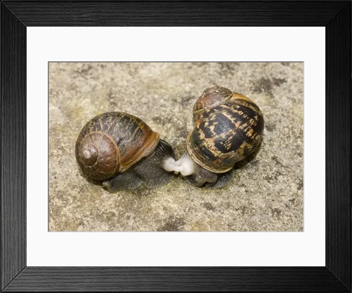 Framed Print : Garden Snails - copulation - beginning to part - UK Framed Print : Garden Snails - copulation - beginning to part - UK