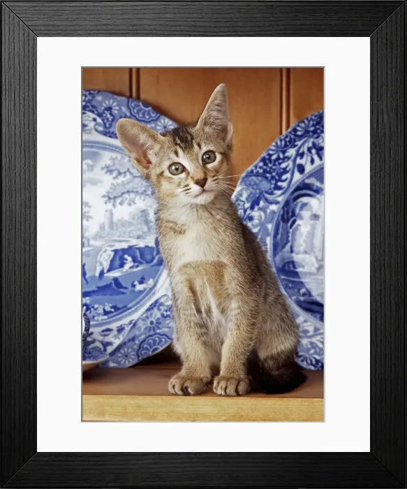 Framed Print : Kitten JD 12959E On shelf with plates © John Daniels / ardea. com Framed Print : Kitten JD 12959E On shelf with plates © John Daniels / ardea. com