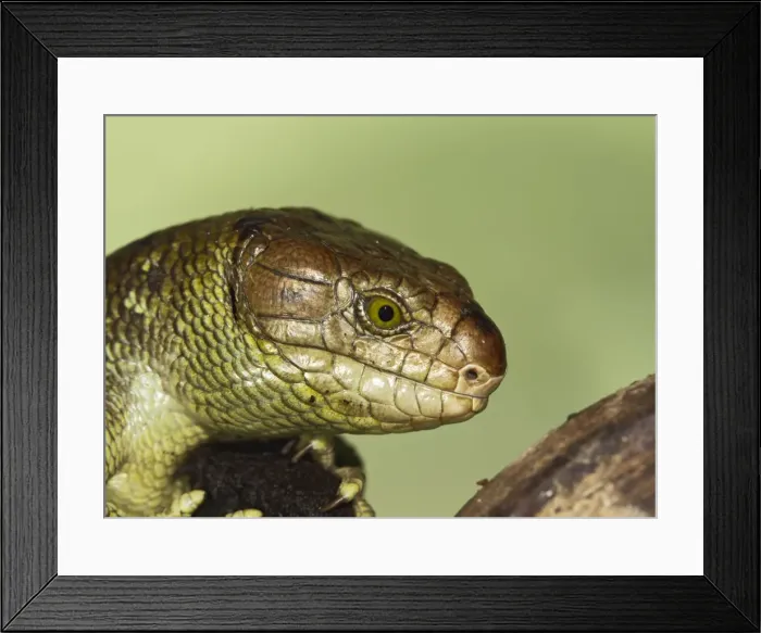 Framed Print : Monkey Tailed Skink / Prehensile Tailed Skink - close up - Controlled conditions 15265 Framed Print : Monkey Tailed Skink / Prehensile Tailed Skink - close up - Controlled conditions 15265