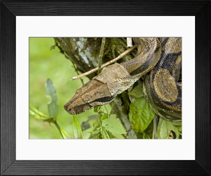 Framed Print : Boa Constictor - shedding skin - Tropical rainforest - Guanacaste National Park - Costa Rica Framed Print : Boa Constictor - shedding skin - Tropical rainforest - Guanacaste National Park - Costa Rica