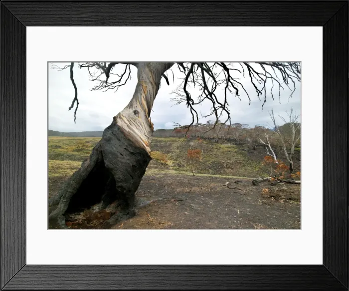 Framed Print : Snow Gum Tree JLR 5 Bush fire aftermath - Dargo high plains, Alpine National Park, North East Victoria, Australia © Jean-Marc La-Roque / ardea. com Framed Print : Snow Gum Tree JLR 5 Bush fire aftermath - Dargo high plains, Alpine National Park, North East Victoria, Australia © Jean-Marc La-Roque / ardea. com