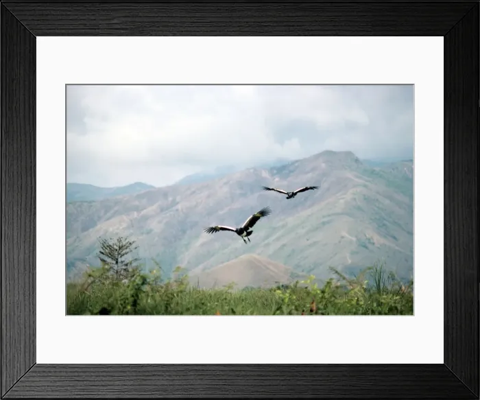 Framed Print : Horned Screamer - pair in flight Framed Print : Horned Screamer - pair in flight