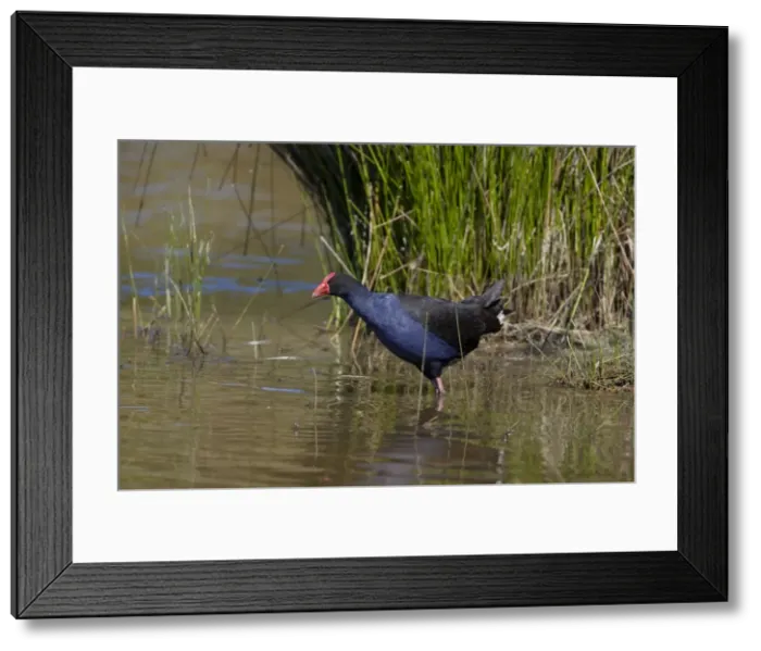 Framed Print : Purple Swamphen / Pukeko in a wetland - Halswell Quarry reclamation area - Christchurch - New Zealand Framed Print : Purple Swamphen / Pukeko in a wetland - Halswell Quarry reclamation area - Christchurch - New Zealand