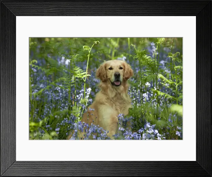 Framed Print : DOG - Golden retriever sitting in bluebells Framed Print : DOG - Golden retriever sitting in bluebells