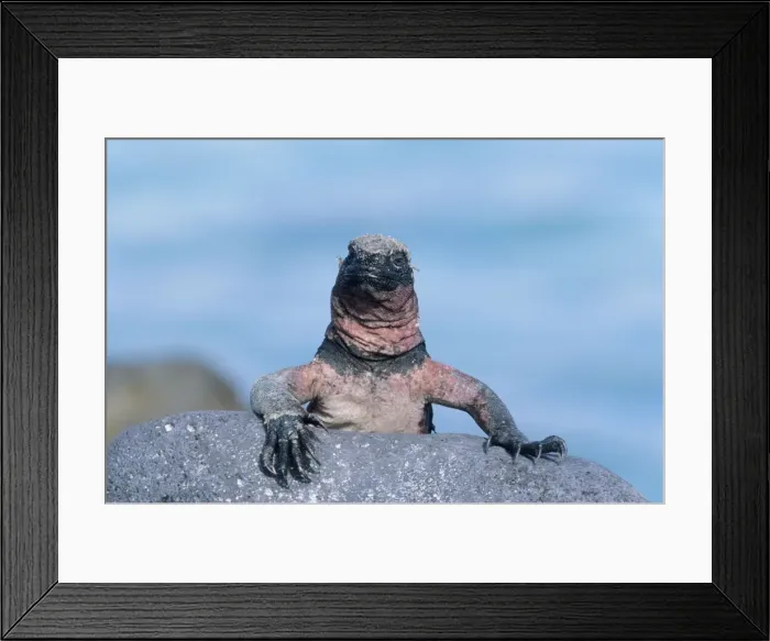 Framed Print : Marine Iguana - Hood Island - Galapagos RE000215 Framed Print : Marine Iguana - Hood Island - Galapagos RE000215