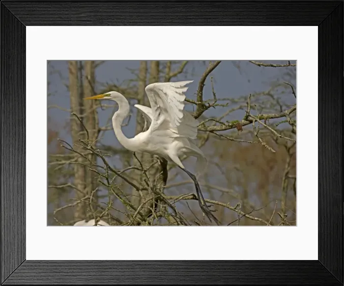 Framed Print : Great / Common / American Egret - in flight - Louisiana - USA Framed Print : Great / Common / American Egret - in flight - Louisiana - USA