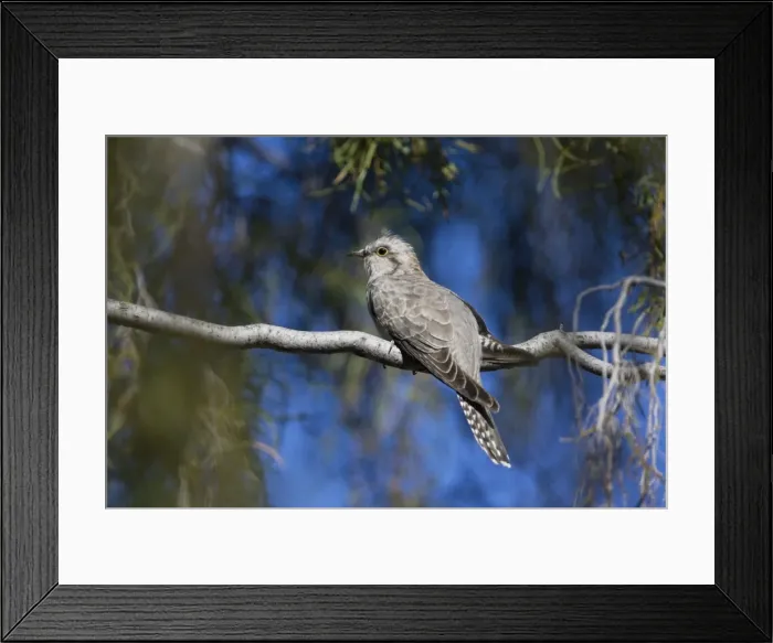 Framed Print : Pallid Cuckoo - Olive Pink Botanic Gardens - Alice Springs - Northern Territory - Australia