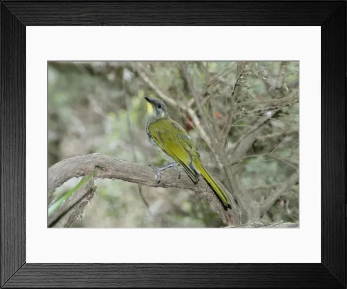 Framed Print : Yellow-throated Honeyeater - in woodland, East coast of Tasmania, Australia - endemic to Tasmania Framed Print : Yellow-throated Honeyeater - in woodland, East coast of Tasmania, Australia - endemic to Tasmania