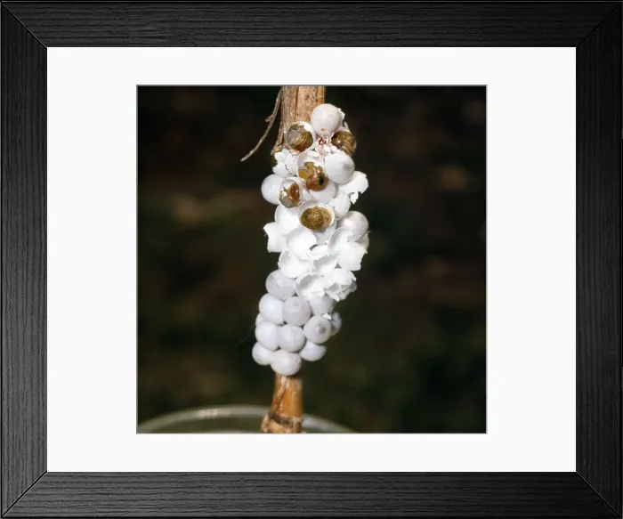 Framed Print : Snail - eggs hatching Framed Print : Snail - eggs hatching