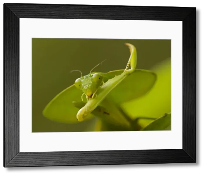 Framed Print : Hooded Mantis - with prey - Costa Rica Framed Print : Hooded Mantis - with prey - Costa Rica