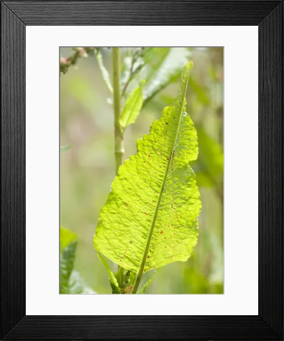 Framed Print : Dock Leaf. FEU-753. Dock Leaf. Rumex obtusifolius. Geoff du Feu. Framed Print : Dock Leaf. FEU-753. Dock Leaf. Rumex obtusifolius. Geoff du Feu.