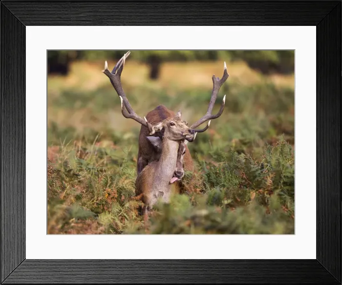Framed Print : Red Deer - mating - Richmond Park UK 14967