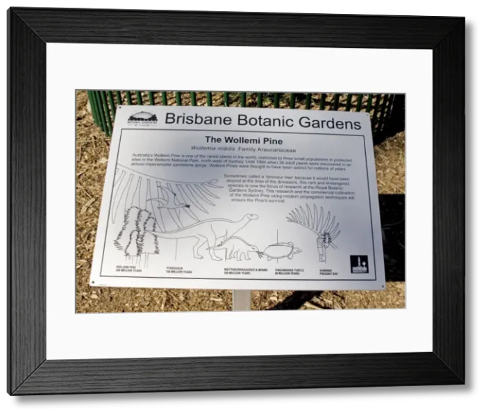 Framed Print : Wollemi Pine - a recently discovered living fossil in cultivation at Australia Brisbane Mt Coot-tha Botanic Gardens (Araucariaceae: Wollemi nobilis) Framed Print : Wollemi Pine - a recently discovered living fossil in cultivation at Australia Brisbane Mt Coot-tha Botanic Gardens (Araucariaceae: Wollemi nobilis)