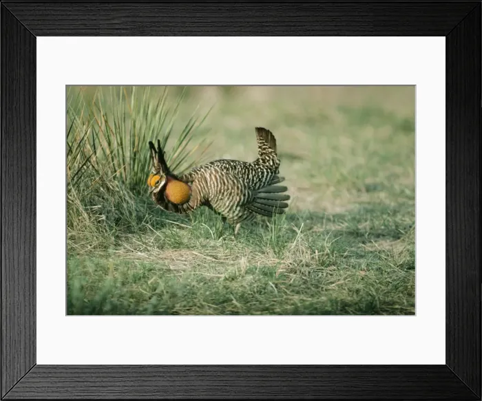 Framed Print : Greater Pinnated Grouse / Prairie Chicken Framed Print : Greater Pinnated Grouse / Prairie Chicken