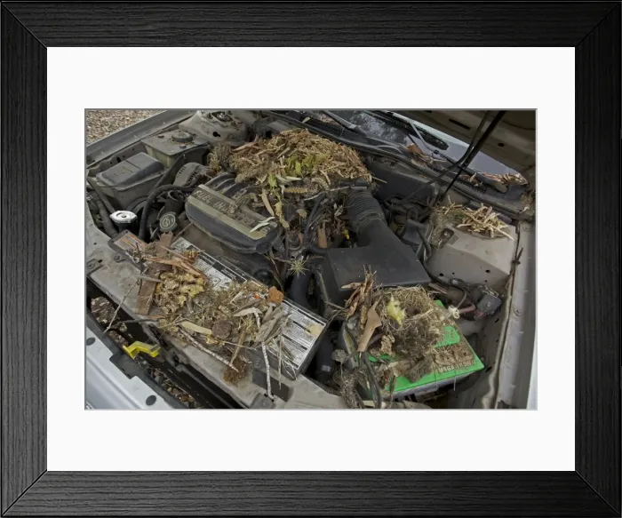 Framed Print : White-throated Packrat / Woodrat - nest in engine compartment - Arizona - USA Framed Print : White-throated Packrat / Woodrat - nest in engine compartment - Arizona - USA