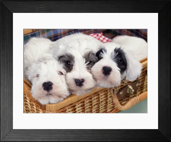 Framed Print : Sealyham Terrier Dog JD 13044E Puppies in picnic basket © John Daniels / ardea. com Framed Print : Sealyham Terrier Dog JD 13044E Puppies in picnic basket © John Daniels / ardea. com