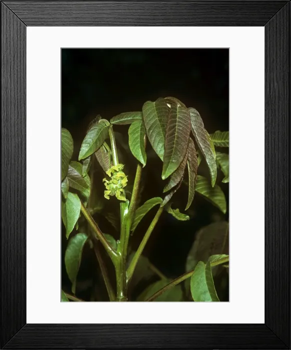 Framed Print : Walnut. JLM-5479. WALNUT LEAVES. Juglans regia. John Mason. Framed Print : Walnut. JLM-5479. WALNUT LEAVES. Juglans regia. John Mason.