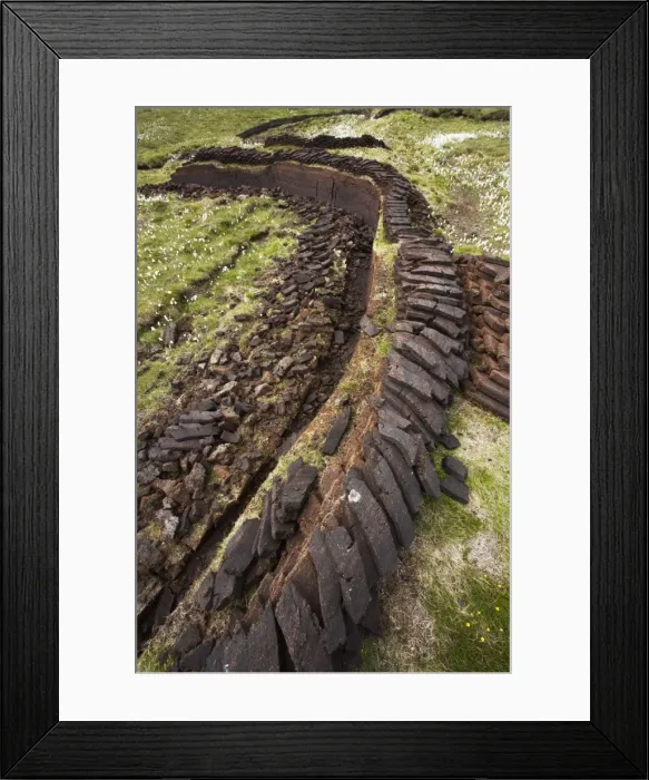 Framed Print : Peat Working and Cotton Grass with Coast beyond Eshaness, Shetland Mainland, UK LA003228 Framed Print : Peat Working and Cotton Grass with Coast beyond Eshaness, Shetland Mainland, UK LA003228