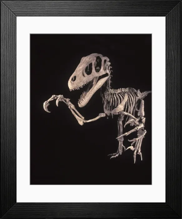 Framed Print : Dinosaurs - Theropods - Dromaeosaurs - Utahraptor Utahraptor was a large raptor (predatory dinosaur). From the Cedar Mountain Formation of Grand County, Utah Framed Print : Dinosaurs - Theropods - Dromaeosaurs - Utahraptor Utahraptor was a large raptor (predatory dinosaur). From the Cedar Mountain Formation of Grand County, Utah