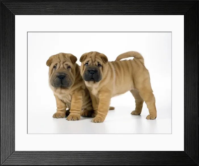 Framed Print : Shar Pei Dog - puppies Framed Print : Shar Pei Dog - puppies