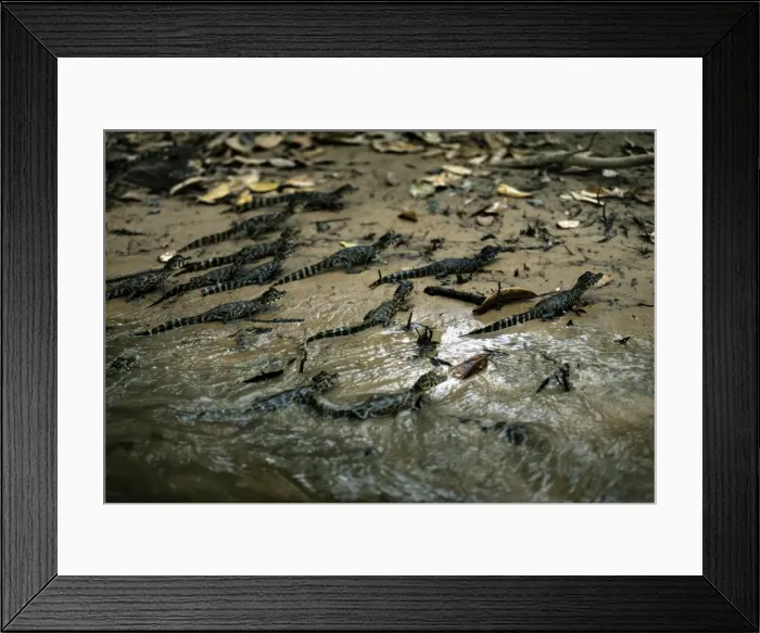 Framed Print : Yacare Caiman - young - South America Framed Print : Yacare Caiman - young - South America