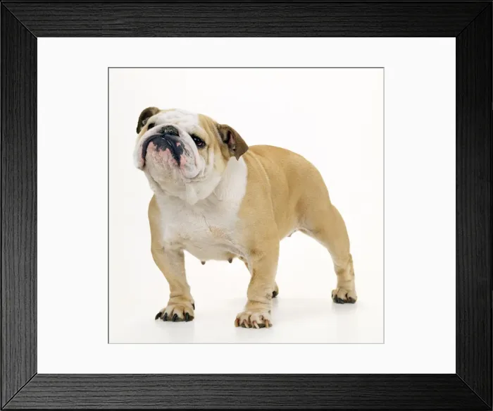 Framed Print : Bulldog. JD-9429e. BULLDOG - STANDING. John Daniels. Framed Print : Bulldog. JD-9429e. BULLDOG - STANDING. John Daniels.