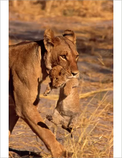 Lioness CRH 985 Carrying cub in mouth - Moremi, Botswana Panthera leo © Chris Harvey  /  ardea. com