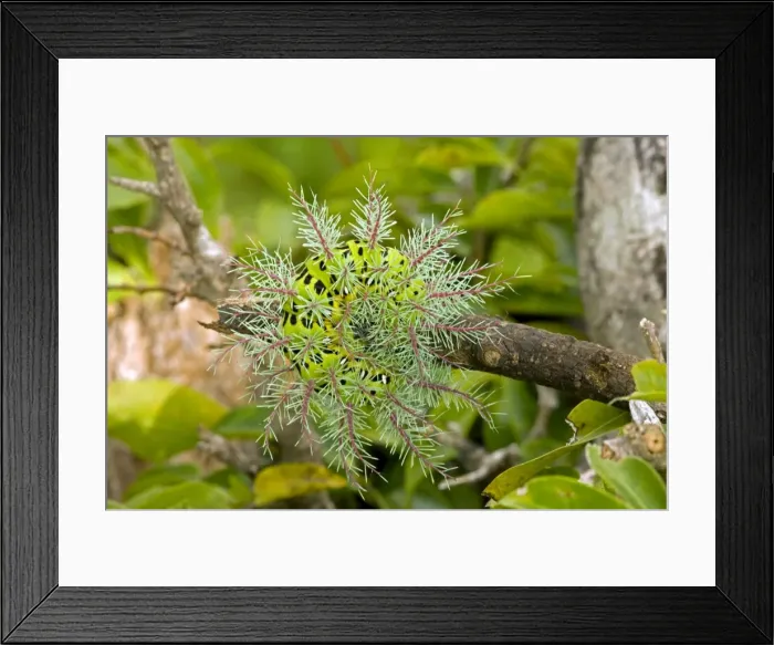 Framed Print : Saturiid moth caterpillar - defensive display - with urticating(stinging) hairs - Tropical dry forest - Santa Rosa national park - Costa Rica Framed Print : Saturiid moth caterpillar - defensive display - with urticating(stinging) hairs - Tropical dry forest - Santa Rosa national park - Costa Rica