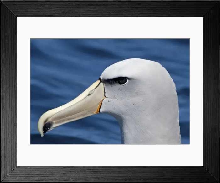 Framed Print : Salvin's Albatross - offshore from Kaikoura - South Island - New Zealand Framed Print : Salvin's Albatross - offshore from Kaikoura - South Island - New Zealand
