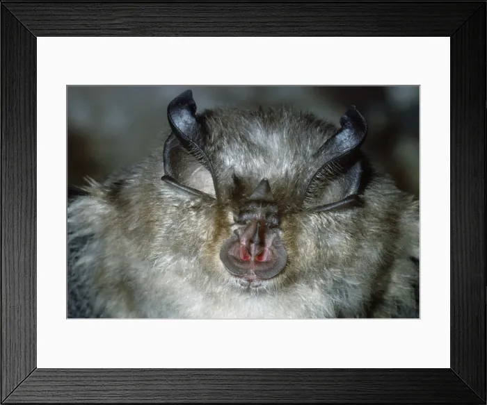 Framed Print : Lesser Horseshoe Bat Framed Print : Lesser Horseshoe Bat