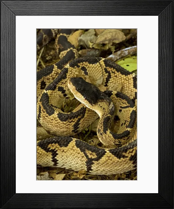 Framed Print : Black-headed Bushmaster - captive - Venomous - Costa Rica Framed Print : Black-headed Bushmaster - captive - Venomous - Costa Rica