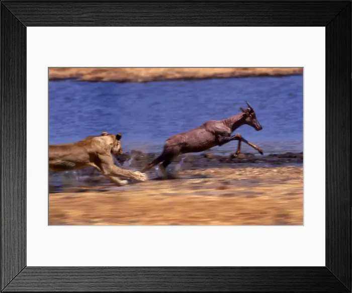 Framed Print : Lion chasing Tsessebe CRH 978 M2 Moremi, Botswana Panthera leo & Damaliscus lunatus © Chris Harvey / ardea. com Framed Print : Lion chasing Tsessebe CRH 978 M2 Moremi, Botswana Panthera leo & Damaliscus lunatus © Chris Harvey / ardea. com