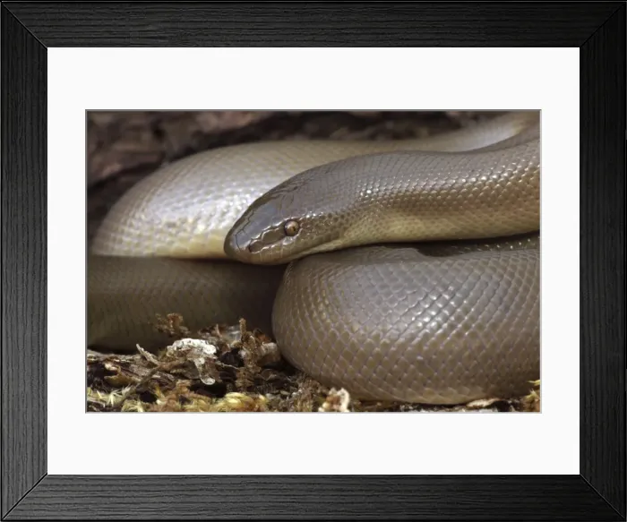 Framed Print : Northern Rubber Boa - Oregon - USA - Found in Northwestern USA - SW Canada Framed Print : Northern Rubber Boa - Oregon - USA - Found in Northwestern USA - SW Canada