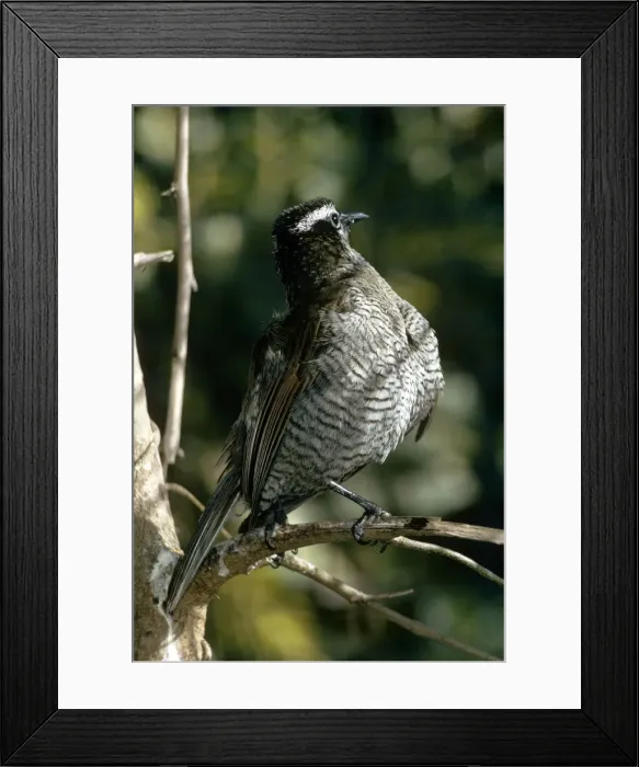 Framed Print : Superb Bird of Paradise - female sunbathing Framed Print : Superb Bird of Paradise - female sunbathing