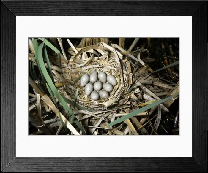 Framed Print : American Coot - nest Framed Print : American Coot - nest