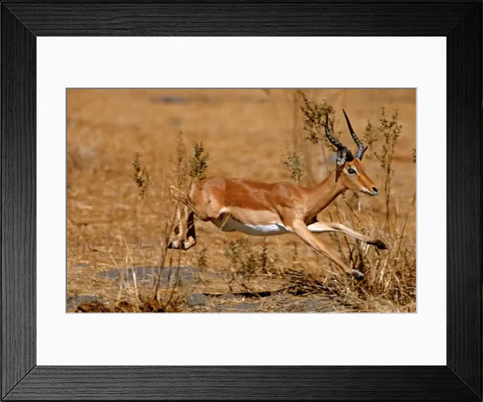 Framed Print : Impala CRH 763 Leaping - Moremi, Botswana Aepyceros melampus © Chris Harvey / ardea. com Framed Print : Impala CRH 763 Leaping - Moremi, Botswana Aepyceros melampus © Chris Harvey / ardea. com