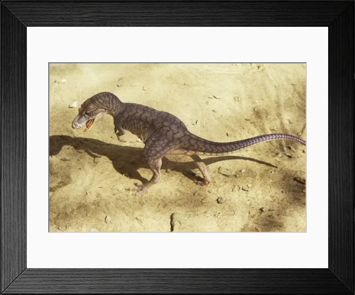 Framed Print : Dinosaur - Albertosaurus - walking. Reconstruction. Late Cretaceous Framed Print : Dinosaur - Albertosaurus - walking. Reconstruction. Late Cretaceous